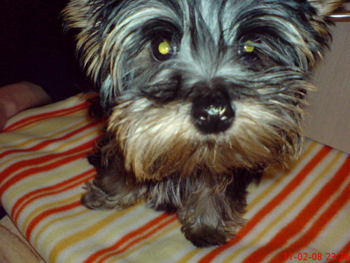 Piesek