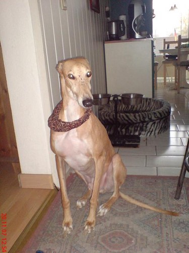 znowu Carlos