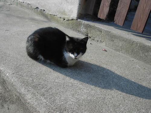 Kicia ;-)