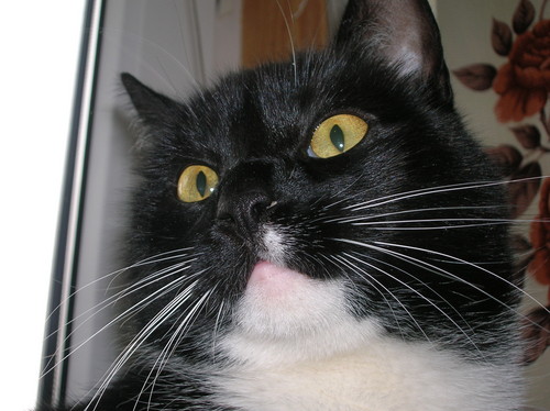 Figo:)