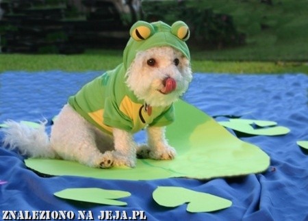 piesek na listku