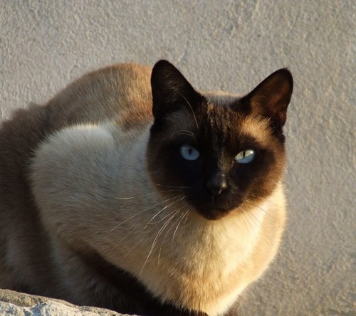 cat