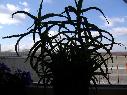 Omiornica
