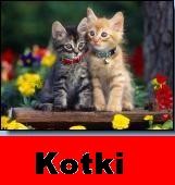 kotki 2