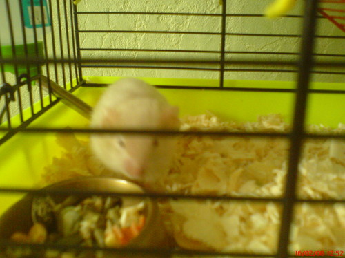 mierdziel