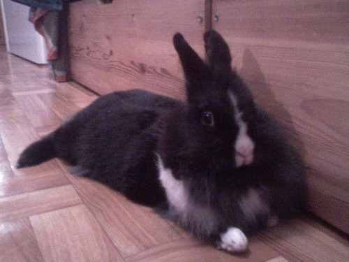 Rabbit