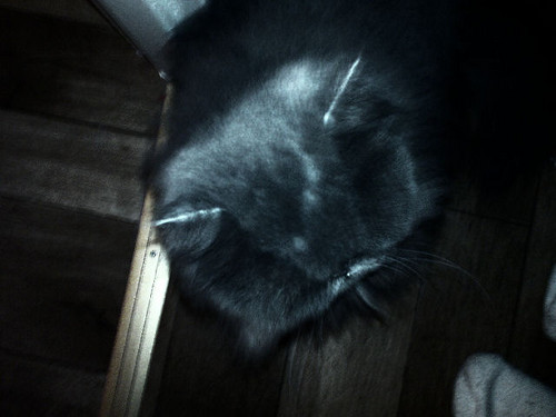 gnidy 