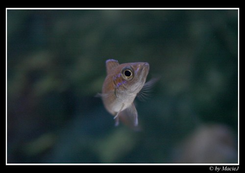 Paracyprichromis Nigripinnis.