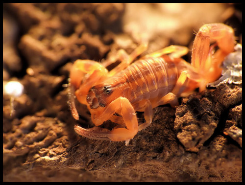B. jacksoni