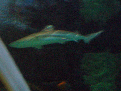 Z oceanarium xP