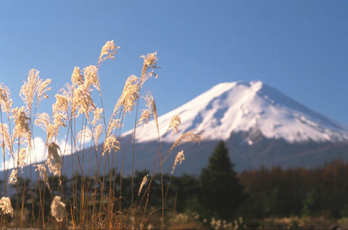 widok
