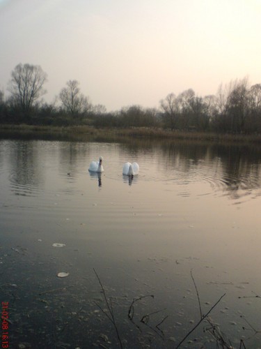 wisla i abedzie