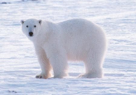 a to niedzwiadek polarny