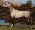 Konik!!!:)