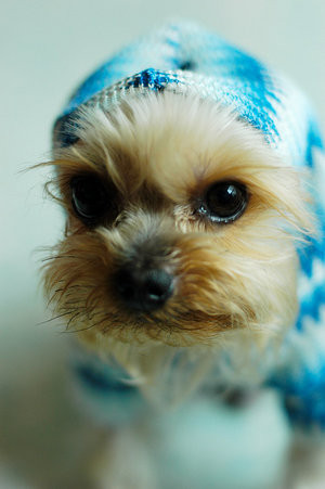 sweet dog