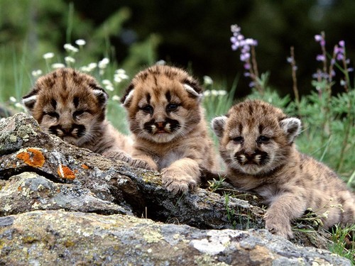 Cheetah