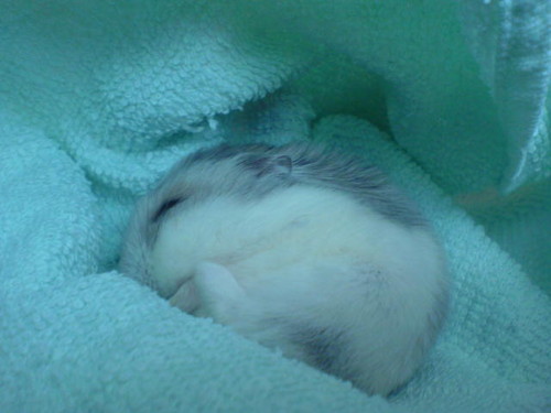 Dubu ;*