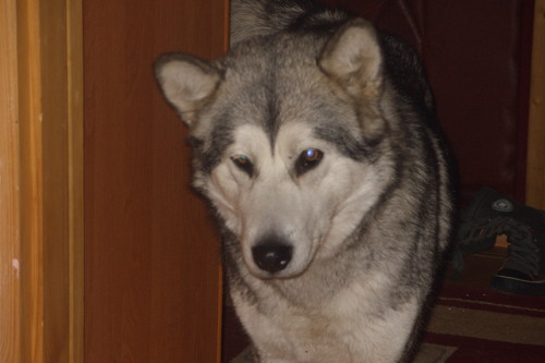 Siema