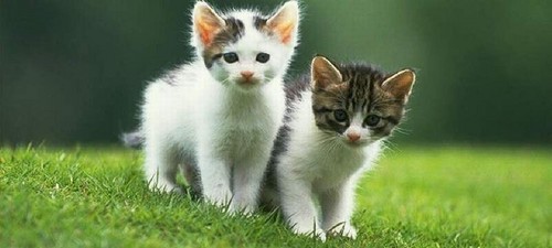 KoteCek. ;**