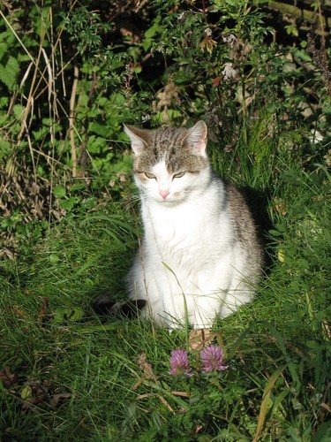 kotek
