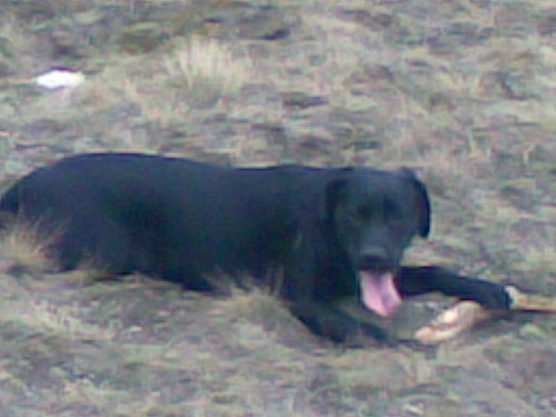 LUNKA