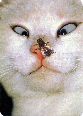 Moj Kotek Mruczu  ;)