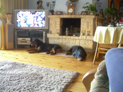 my dog's