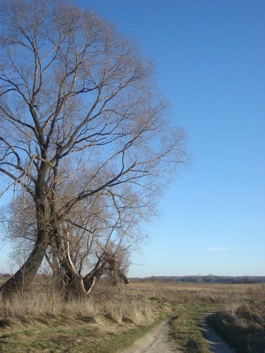 drzewo