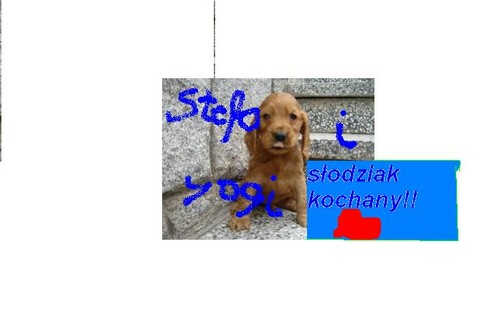 Piesekk $liczny