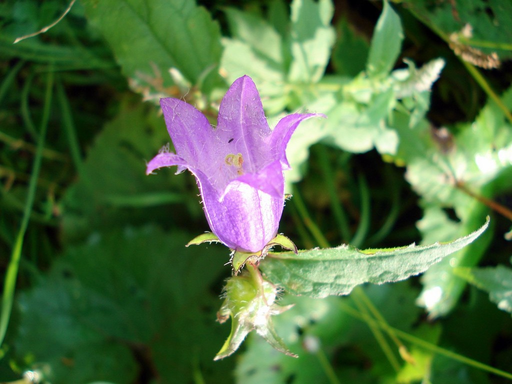 Flora Pienin.