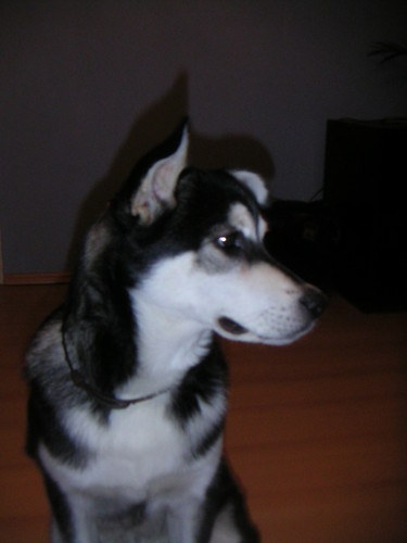 moj psiak w domu