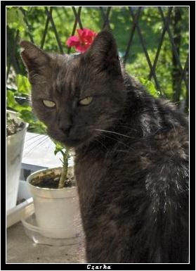 Bastet IX