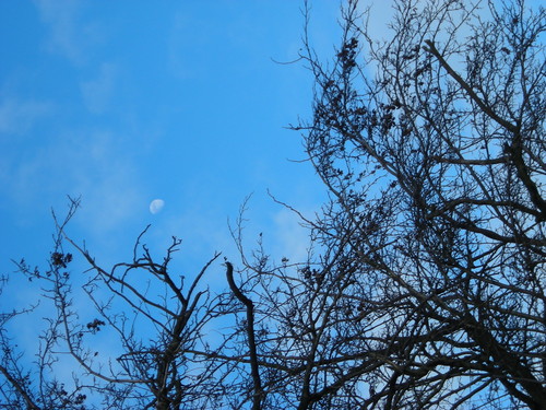 Blue Moon...