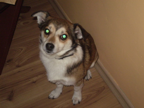 Dzeki