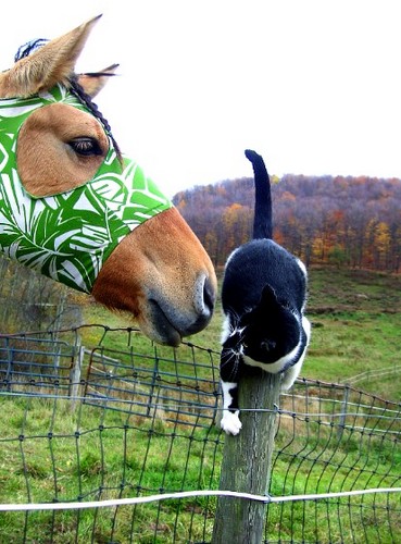horse attack