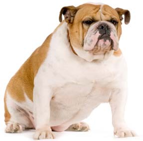 BullDog