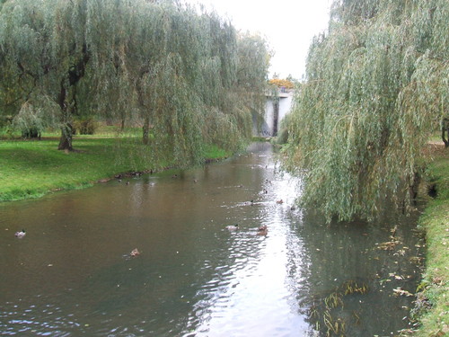 Kaczuchy, cig dalszy