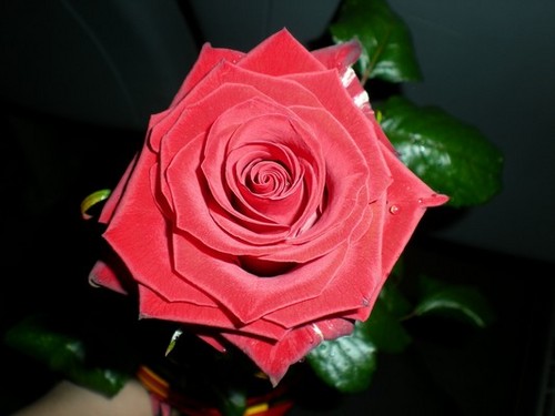 Die Rose