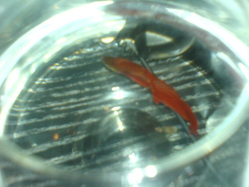 rybka