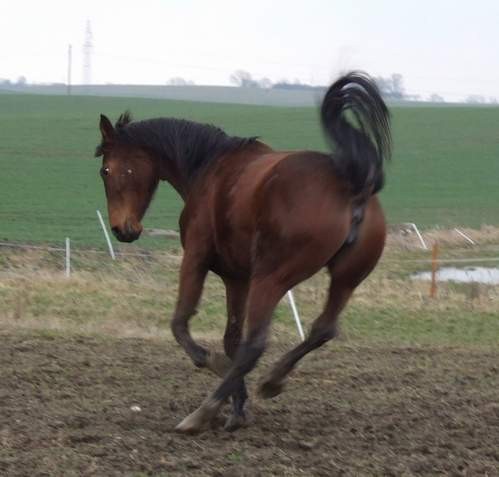 Aza