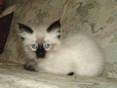 Sasza:)