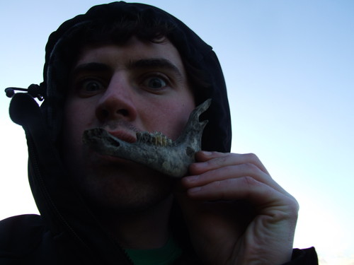 sheep jaw,yeah
