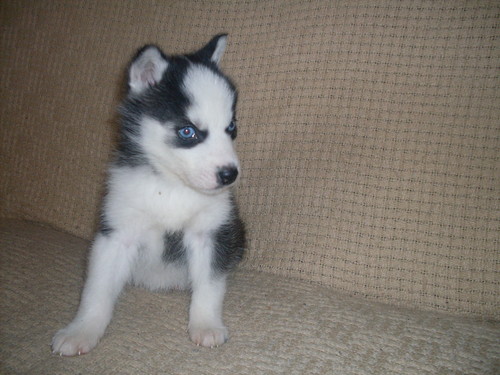 Cezar :D
