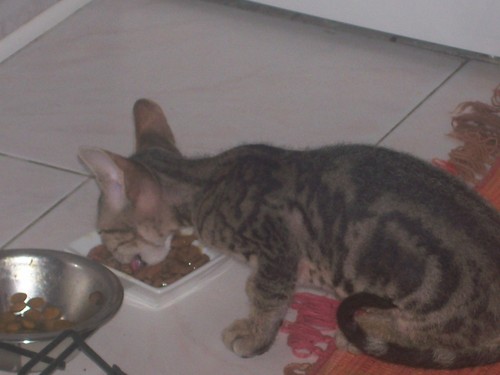 ......moja kicia.....