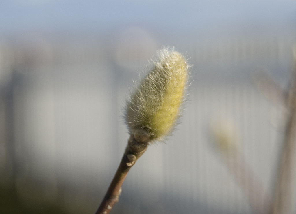Magnolia