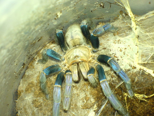 H. lividum