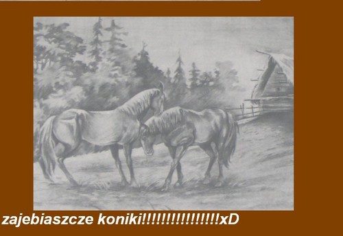 koniki