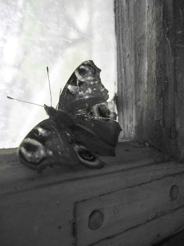 requiem for a dream