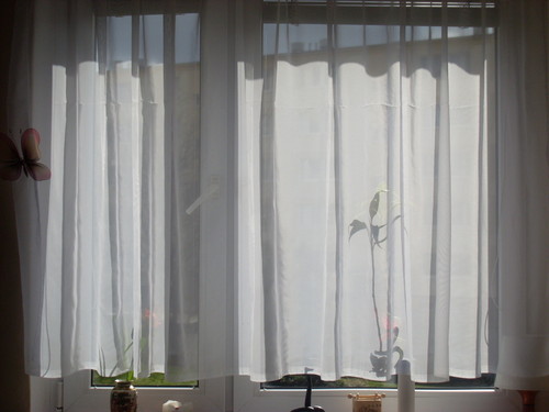 morning view