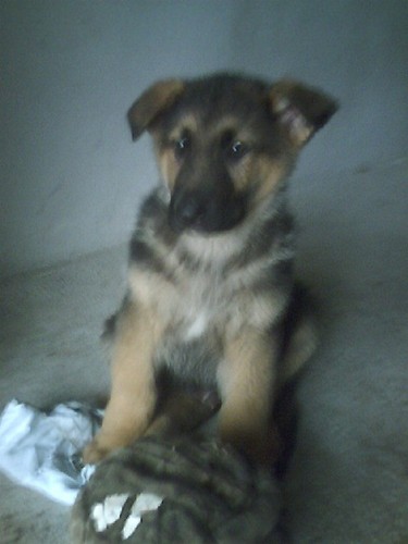 Junior